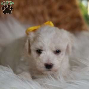 Tiny-Noelle, Bichon Frise Puppy